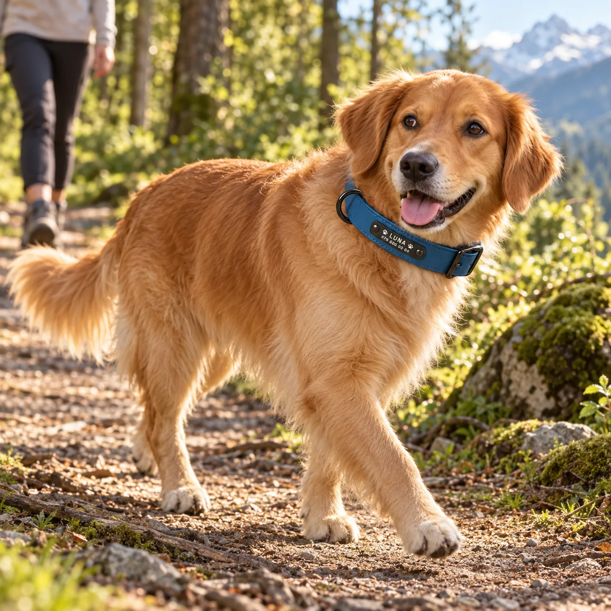 Golden Retriever mit personalisiertem Hundehalsband beim Spaziergang