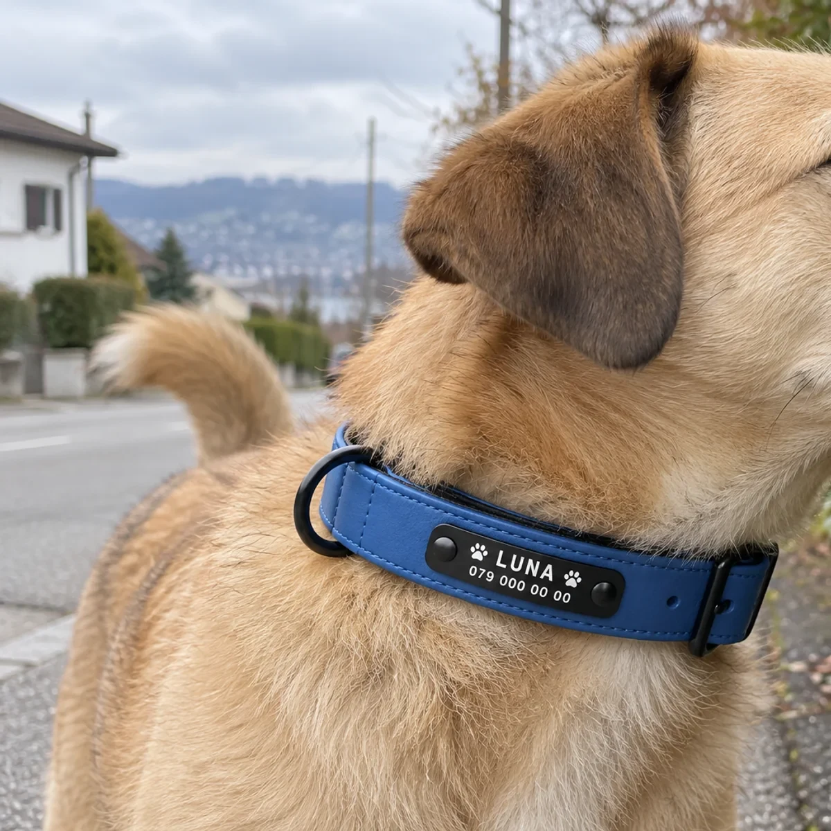 Hund mit blauem personalisiertem Hundehalsband beim Spaziergang