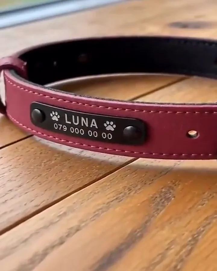 Personalisiertes Hundehalsband im Detail – Farben, Gravur und Verarbeitung