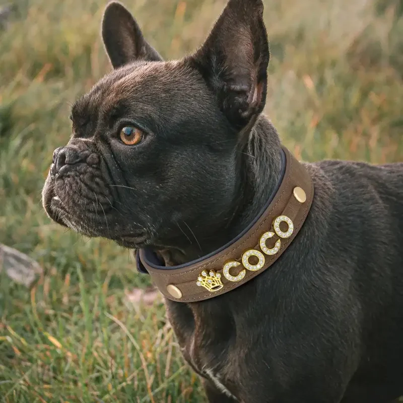 Individuelles Hundehalsband 1 Individuelles Hundehalsband 1